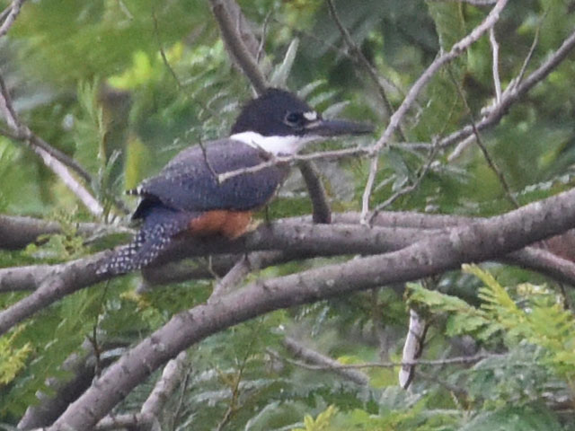 �N�r�����}�Z�~ (Megaceryle torquata)