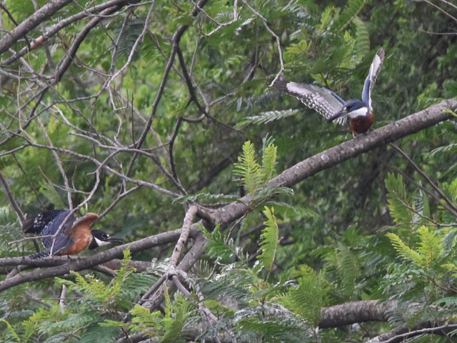 �N�r�����}�Z�~ (Megaceryle torquata)