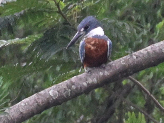 �N�r�����}�Z�~ (Megaceryle torquata)