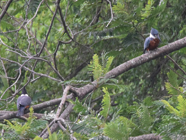 �N�r�����}�Z�~ (Megaceryle torquata)