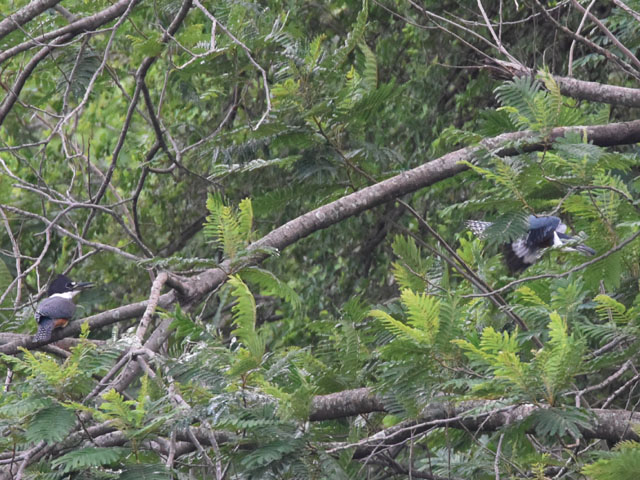 �N�r�����}�Z�~ (Megaceryle torquata)