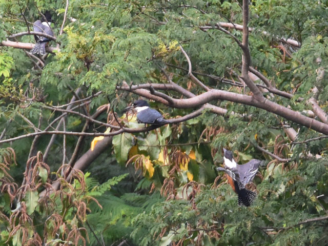 �N�r�����}�Z�~ (Megaceryle torquata)