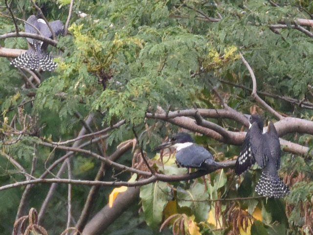 �N�r�����}�Z�~ (Megaceryle torquata)