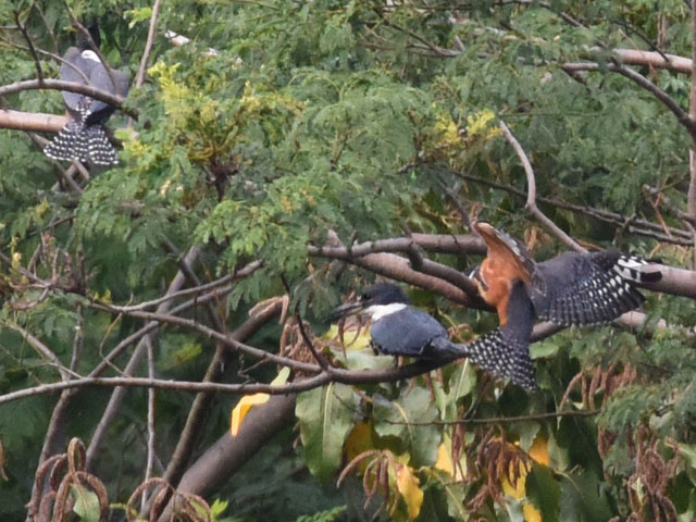 �N�r�����}�Z�~ (Megaceryle torquata)