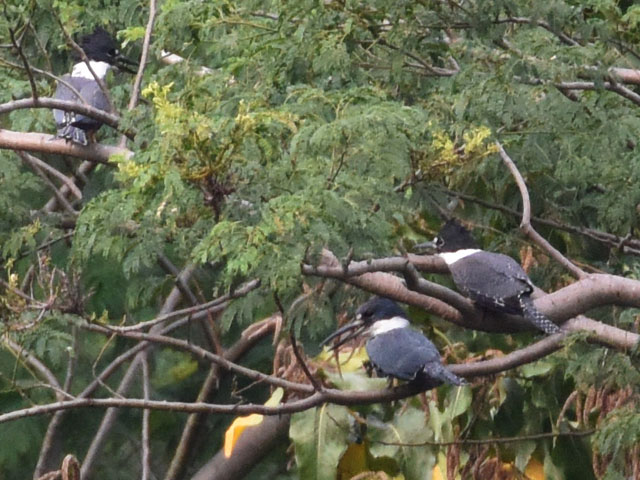 �N�r�����}�Z�~ (Megaceryle torquata)