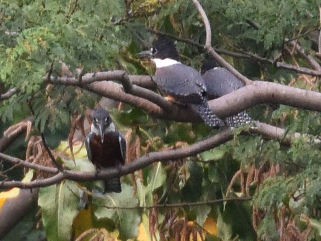 �N�r�����}�Z�~ (Megaceryle torquata)