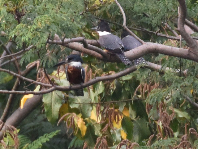 �N�r�����}�Z�~ (Megaceryle torquata)