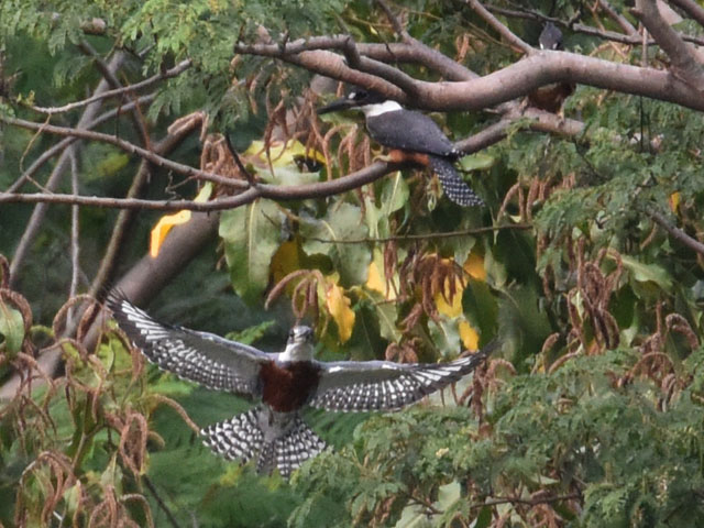 �N�r�����}�Z�~ (Megaceryle torquata)