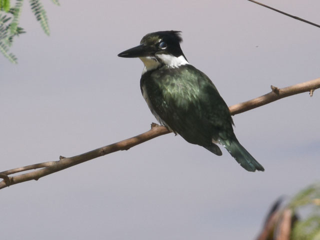 �~�h�����}�Z�~ (Chloroceryle americana)