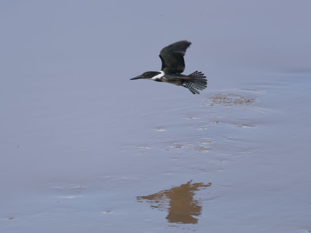 �~�h�����}�Z�~ (Chloroceryle americana)