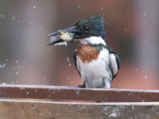 �~�h�����}�Z�~ (Chloroceryle americana)