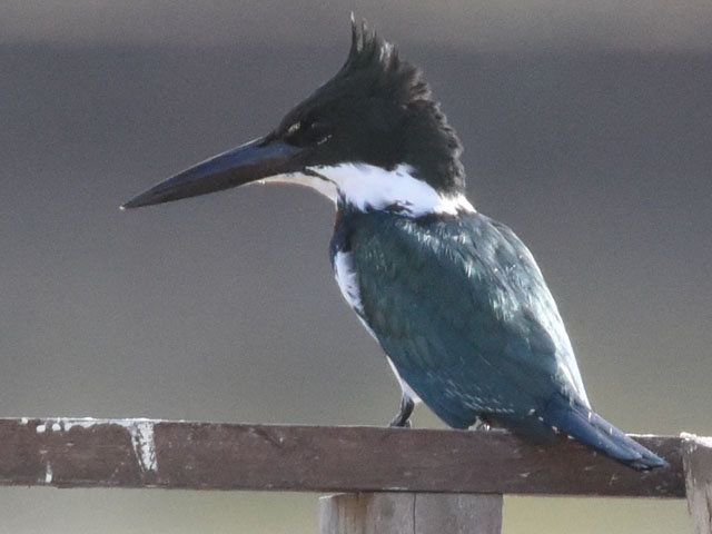 �~�h�����}�Z�~ (Chloroceryle americana)