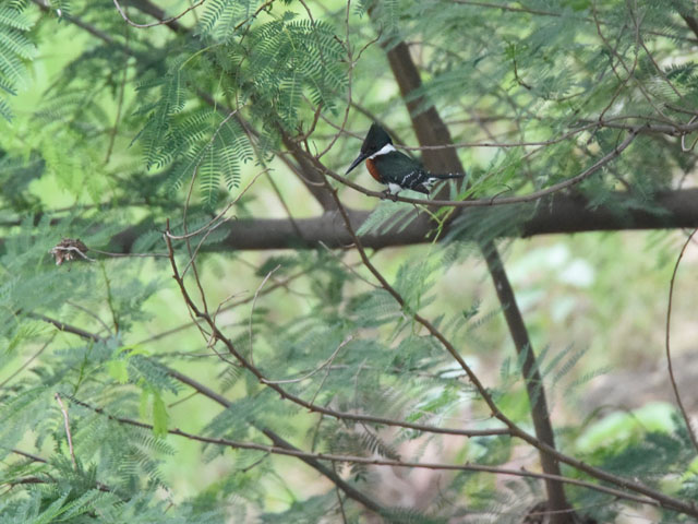 �N�r�����}�Z�~ (Megaceryle torquata)