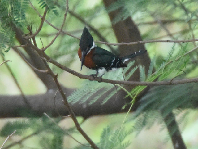 �N�r�����}�Z�~ (Megaceryle torquata)