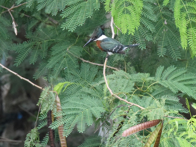 �N�r�����}�Z�~ (Megaceryle torquata)