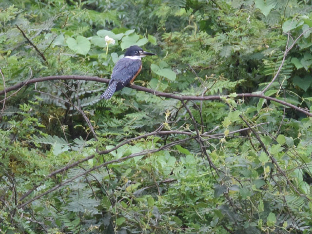 �N�r�����}�Z�~ (Megaceryle torquata)