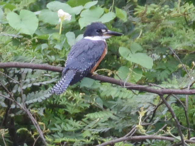 �N�r�����}�Z�~ (Megaceryle torquata)