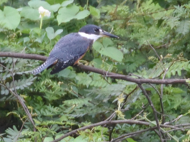 �N�r�����}�Z�~ (Megaceryle torquata)