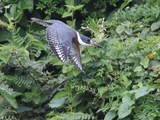 �N�r�����}�Z�~ (Megaceryle torquata)