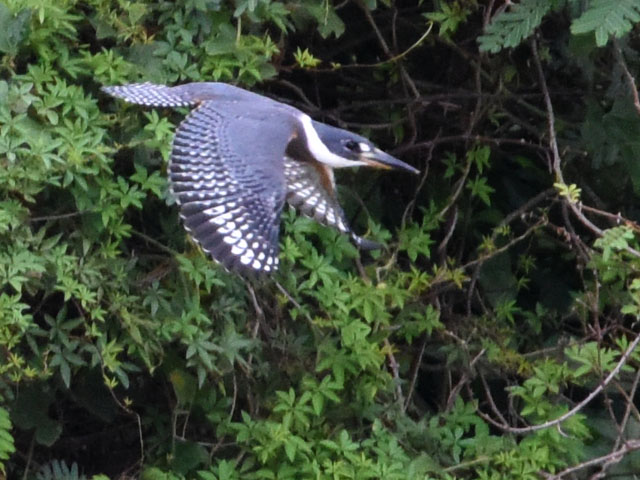 �N�r�����}�Z�~ (Megaceryle torquata)