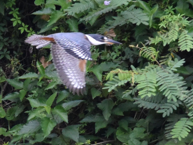 �N�r�����}�Z�~ (Megaceryle torquata)