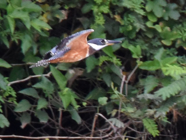 �N�r�����}�Z�~ (Megaceryle torquata)