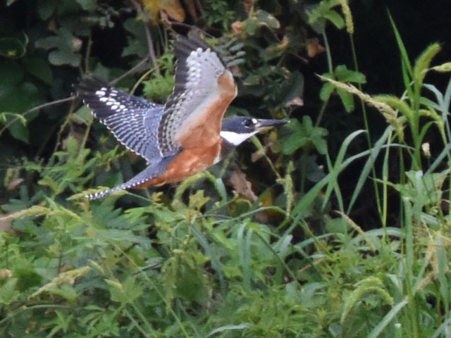 �N�r�����}�Z�~ (Megaceryle torquata)