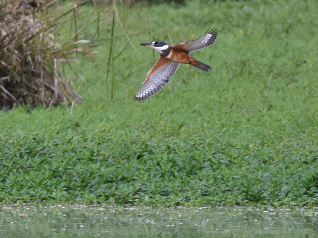 �N�r�����}�Z�~ (Megaceryle torquata)