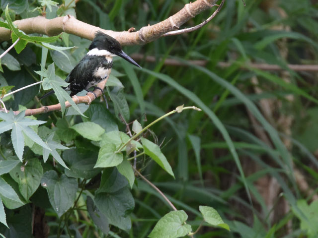 �~�h�����}�Z�~ (Chloroceryle americana)