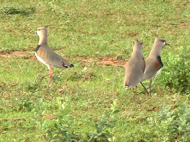 ナンベイタゲリ