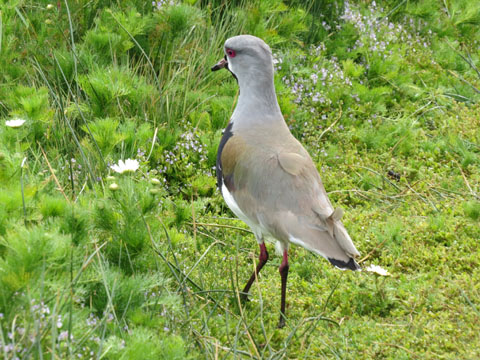ナンベイタゲリ, V. c. chilensis
