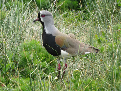 ナンベイタゲリ, V. c. chilensis