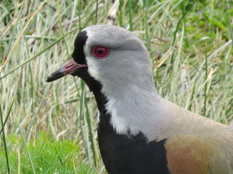 ナンベイタゲリ, V. c. chilensis
