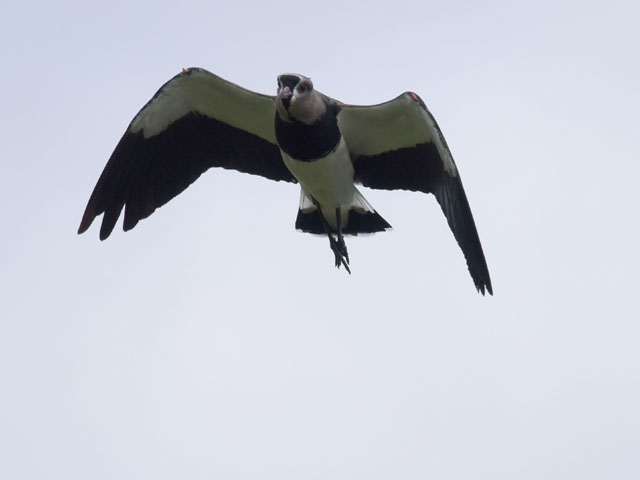 ナンベイタゲリ (Vanellus chilensis)