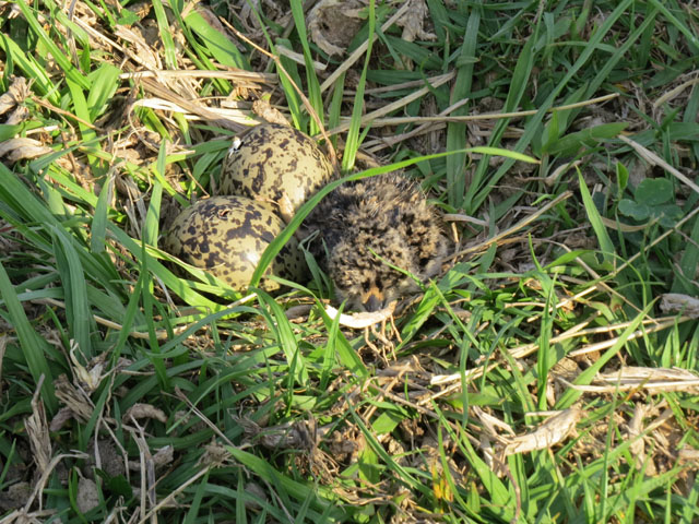 ナンベイタゲリ (Vanellus chilensis)