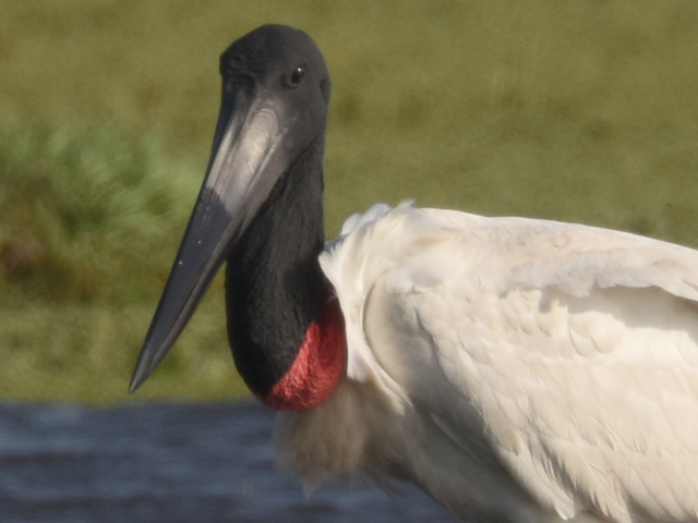 ズグロハゲコウ (Jabiru mycteria)