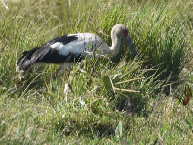 �G���r�R�E (Ciconia maguari)