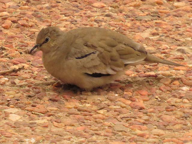 イチモンジバト, Columbina picui