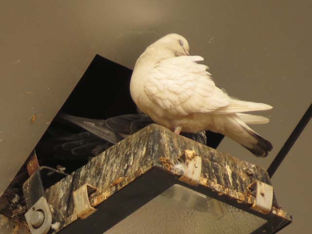 カワラバト, Columba livia Gmelin