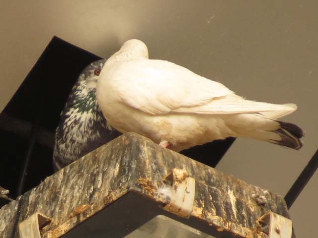 カワラバト, Columba livia Gmelin