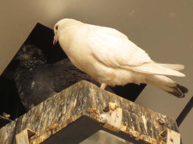 カワラバト, Columba livia Gmelin