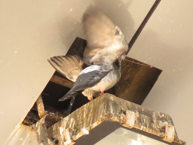 カワラバト, Columba livia Gmelin