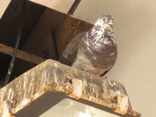 カワラバト, Columba livia Gmelin