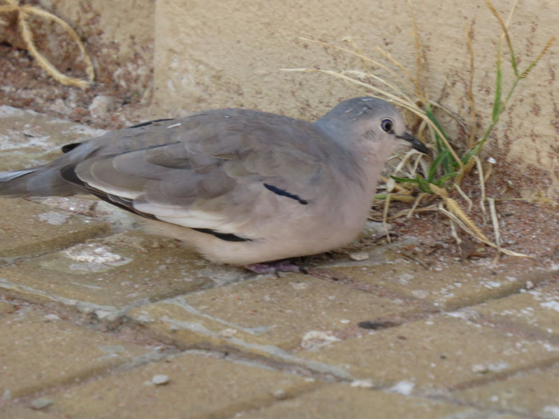 イチモンジバト, Columbina picui