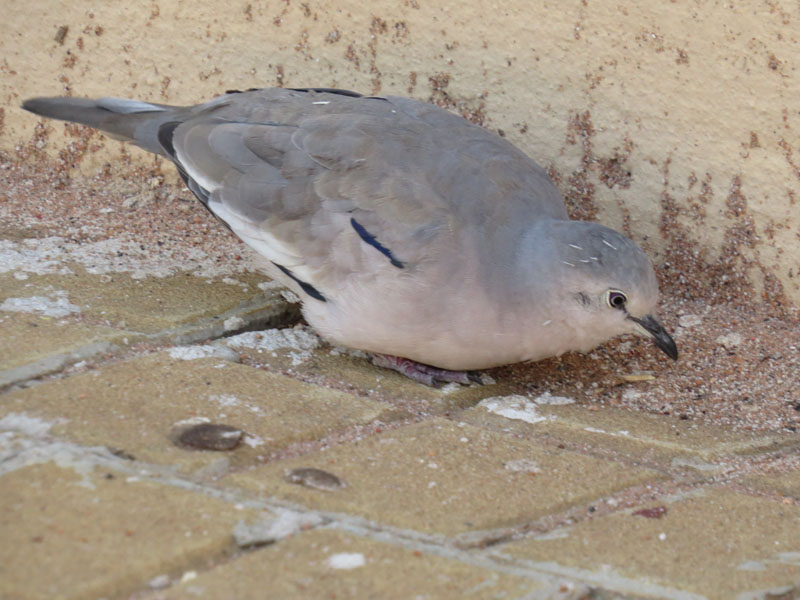 イチモンジバト, Columbina picui