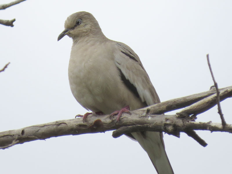 イチモンジバト, Columbina picui