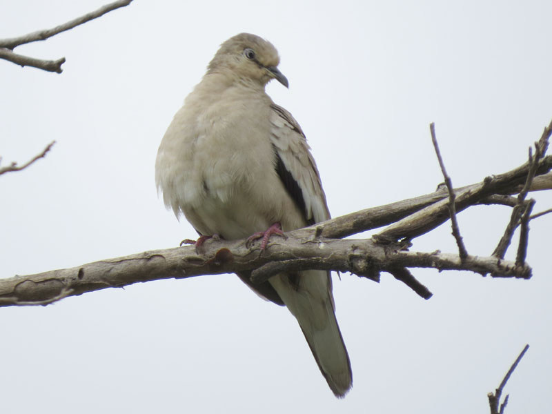 イチモンジバト, Columbina picui