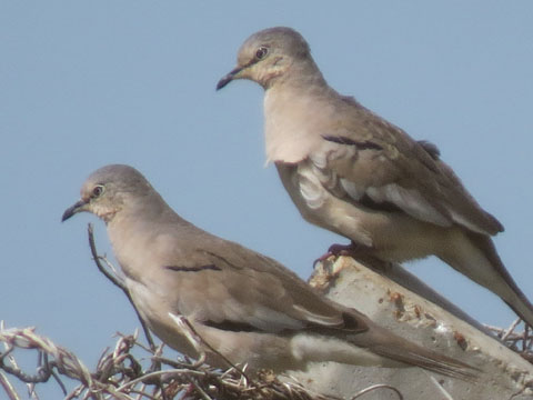 イチモンジバト, Columbina picui