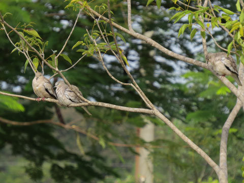 イチモンジバト, Columbina picui
