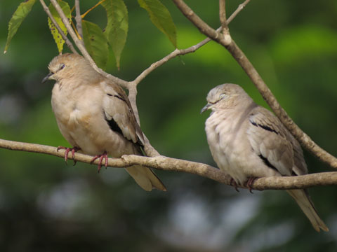 イチモンジバト, Columbina picui